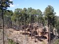 Pinus engelmannii Huachuca.jpg