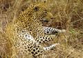 Leopard: a disruptively camouflaged (and countershaded) predator