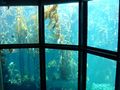 A view of the Kelp Forest Exhibit at the Monterey Bay Aquarium from the upstairs level.