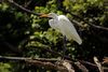 Great egret (Ardea alba) Tobago.jpg