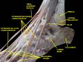 Ankle joint. Deep dissection. Lateral view.