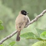 White-spectacled Bulbul c2.JPG