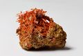 A sample of crocoite crystals from Dundas extended mine in Tasmania. Discovered in 1797 by the French chemist Louis Vauquelin, it was used to make the first synthetic orange pigment, chrome orange, used by Pierre-August Renoir and other painters.