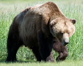 The brown bear is found across Eurasia and North America.