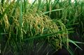 Oryza sativa (spikes in a panicle, "panicle")