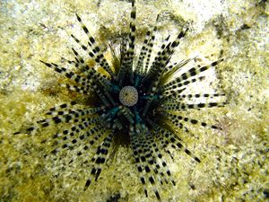 Photo of urchin with laterally-banded spines