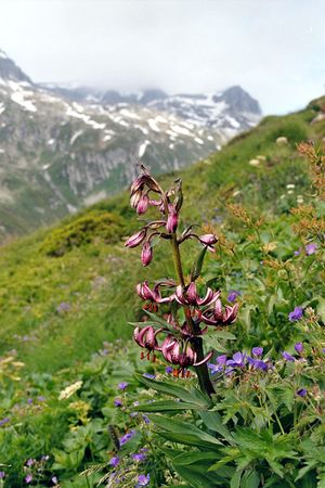 Lilium Martagon, Lai Blau.jpg