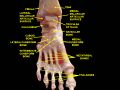 Ankle and tarsometatarsal joint. Deep dissection.Anterior view