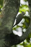 Tullberg's Woodpecker - Uganda H8O5627 (16222878628).jpg