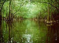 Congaree swamp.jpg