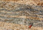 Heavy minerals (dark) as thin strata in a quartz beach sand (Chennai, India).
