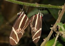 H. charithonia mating