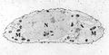 Transmission electron micrograph of a chondrocyte, stained for calcium, showing its nucleus (N) and mitochondria (M).