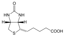 Skeletal formula of biotin