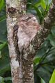 Papuan Frogmouth Podargus papuensis, superbly disruptive