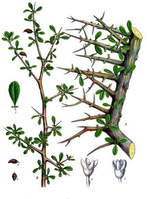 Commiphora myrrha - Köhler–s Medizinal-Pflanzen-019.jpg
