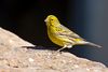 Serinus canaria -Parque Rural del Nublo, Gran Canaria, Spain -male-8a.jpg