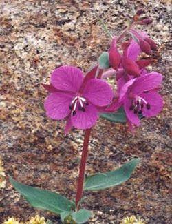 Chamerion.latifolium.web.jpg