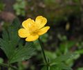 Ranunculus repens