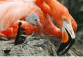 Flamingo with its chick