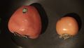 Comparison of hachiya and kaki persimmon size.