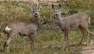 Capreolus capreolus 2 Jojo.jpg