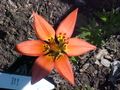 The Lilium philadelphicum. or wood lily is a perennial species of lily native to North America