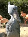 Shoebill-2.jpg