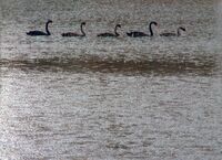 Cygnus atratus, spring rain