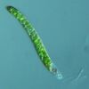 Euglena mutabilis - 400x - 1 (10388739803) (cropped).jpg