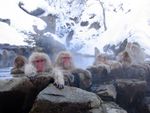 مجموعة من القردة تستحم في أحد ينابيع المياه الحارة.