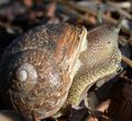 Cornu aspersa, the Garden snail, in the USA