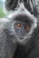 Silver Leaf Monkey in Bukit Melawati