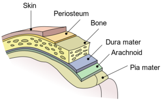 Meninges-en.svg