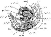 مقطع تشريحي عرضي لحوض أنثى