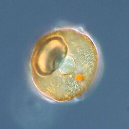 Shell or test of a testate amoeba, Arcella sp.