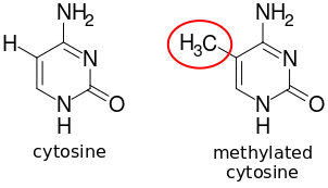 DNA methylation.svg