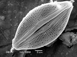 Silicified frustule of a pennate diatom with two overlapping halves
