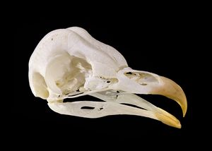an owl's skull with the beak attached