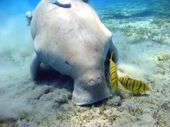 Dugong grazing on seagrass