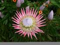 (Protea cynaroides).