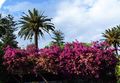 Purple bougainvilleas in Taormina