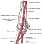 Diagram of the anastomosis around the elbow-joint.