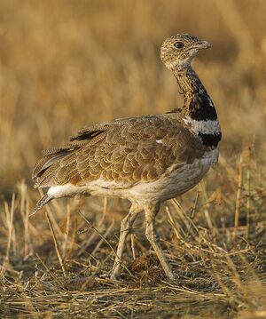 Little Bustard (Tetrax tetrax), Castuera, Extremadura, Spain.jpg