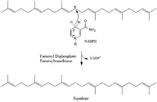 Squalene Synthesis 2.gif