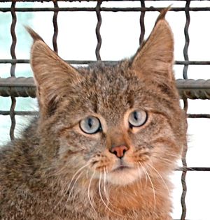 Chinese Mountain Cat (Felis Bieti) in XiNing Wild Zoo croped.jpg