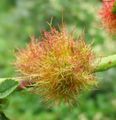 Diplolepis rosae, Rose bedeguar gall.