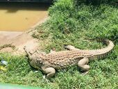 A Nile crocodile in Entebbe, Uganda