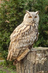 Tierpark Berlin, Bubo bubo omissus, 252-357.JPG