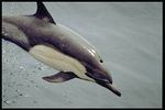Common dolphin.jpg